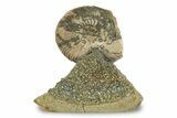 Iridescent, Pyritized Ammonite (Quenstedticeras) Fossil Display #244942-1